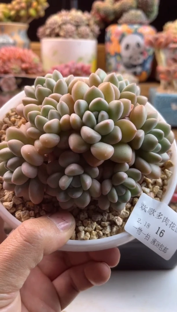 【闪购商品】2.18-16泡泡糖