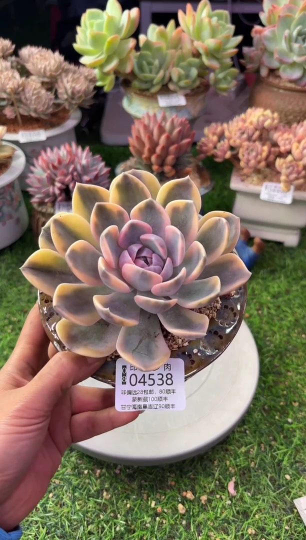 昆明印象多肉04538