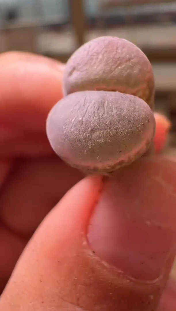 14-183多肉植物肉锥lt