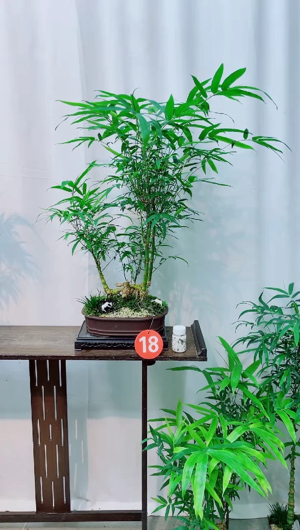无花朵竹子盆景盆栽