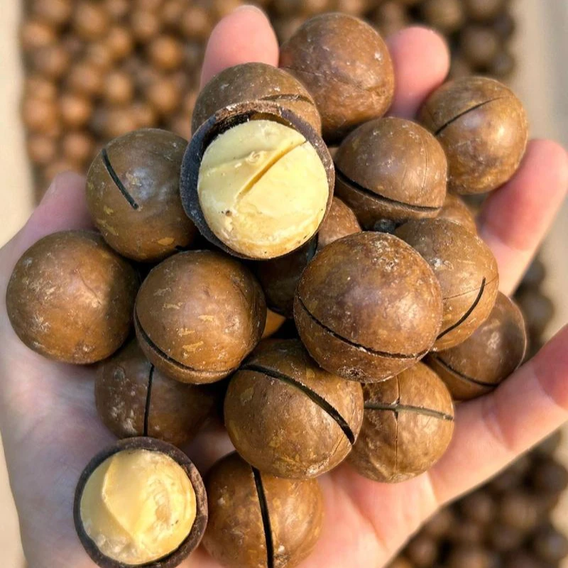 新货无干燥剂送开果器夏威夷果奶油味零食年货中颗粒500g一斤