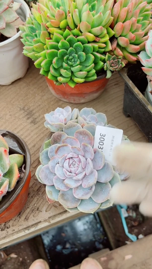 安**?30035多肉植物一物一拍