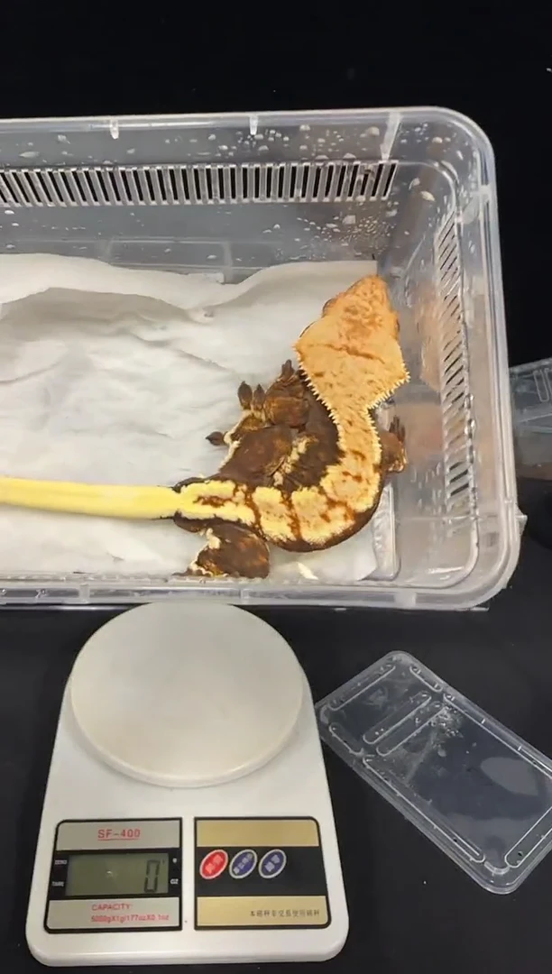 睫角守宫睫角守宫