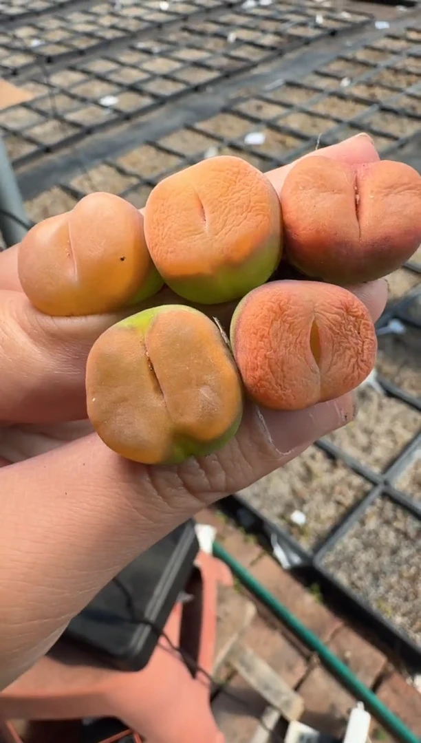 74多肉植物肉锥趴趴熊一颗