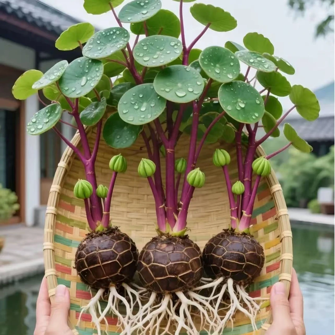 【懒人必备】山乌龟金不换植物盆栽红藤圆叶懒人绿植爬藤观叶室内
