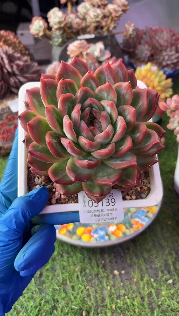 昆明印象多肉05139