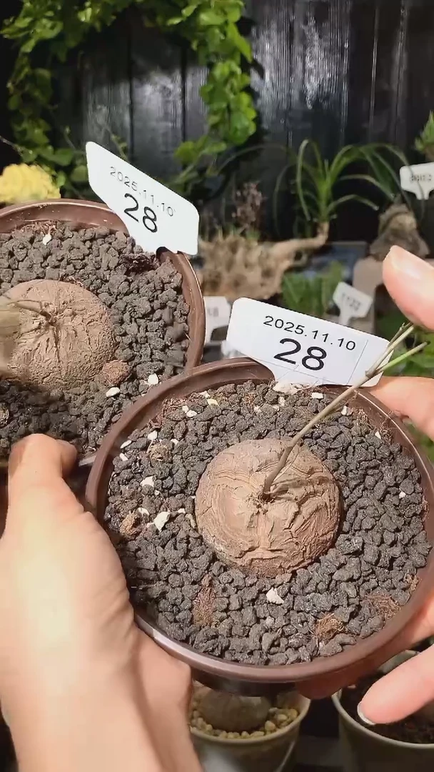 28号1110福利南非龟甲龙买一送一