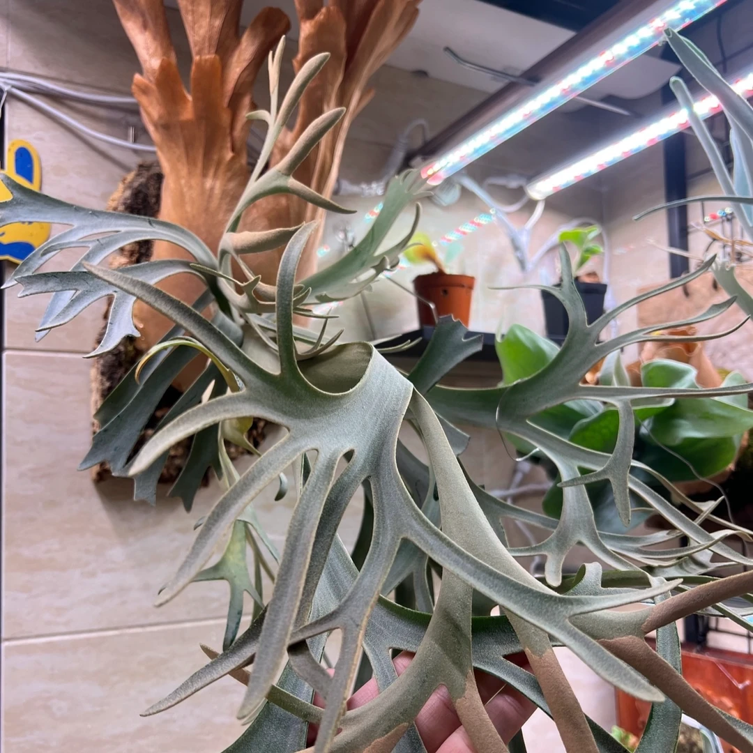 黄月鹿角蕨（未筛），可挑可选