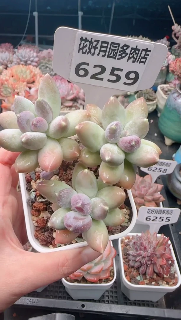 【闪购商品】6259.