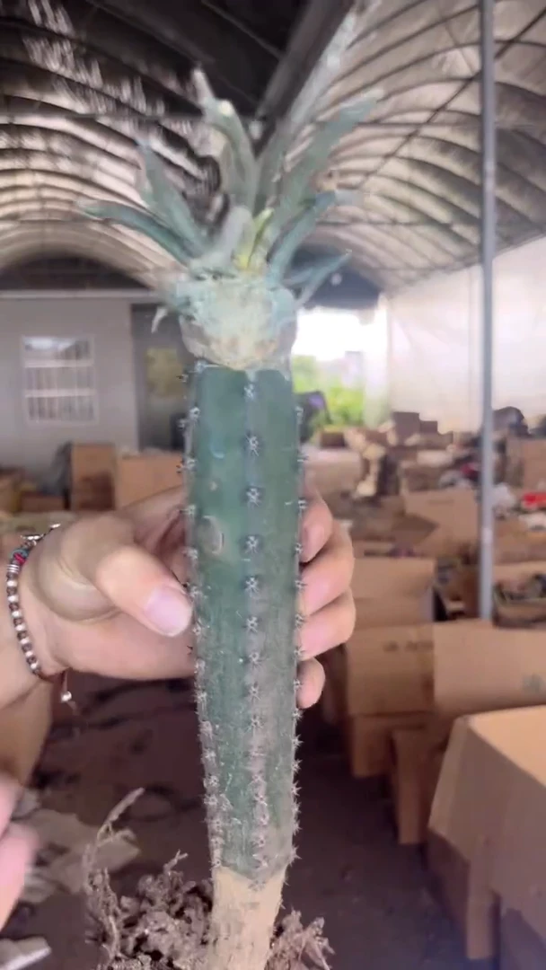 美杜莎【嫁接】秀普柱