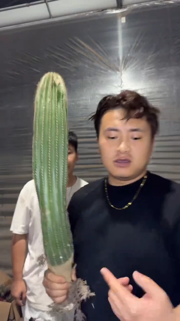 高30cm+ 大凤龙【带根】不指定多头