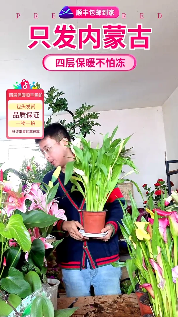 完全开放马蹄莲顺丰包邮