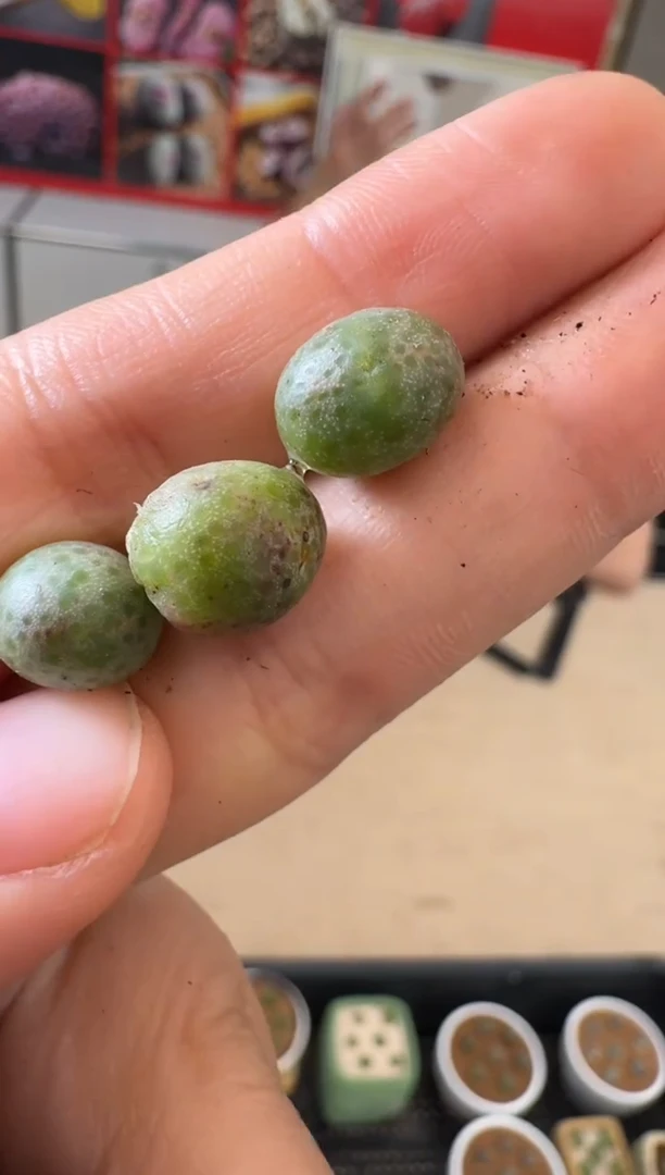 【闪购商品】29-5大型日系红草莓斑马一颗