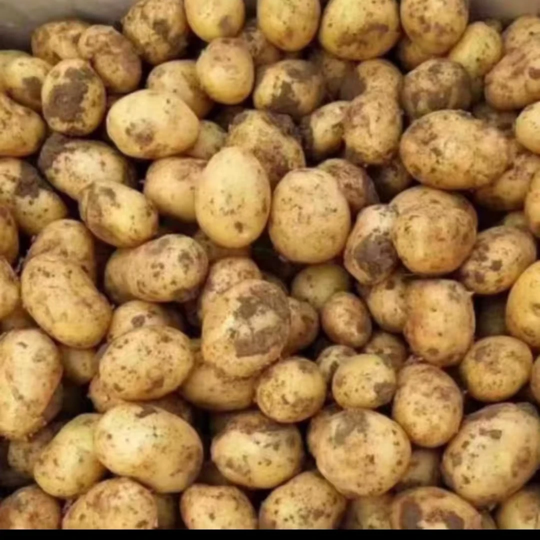 武川2025粪土黄皮土豆5斤包邮