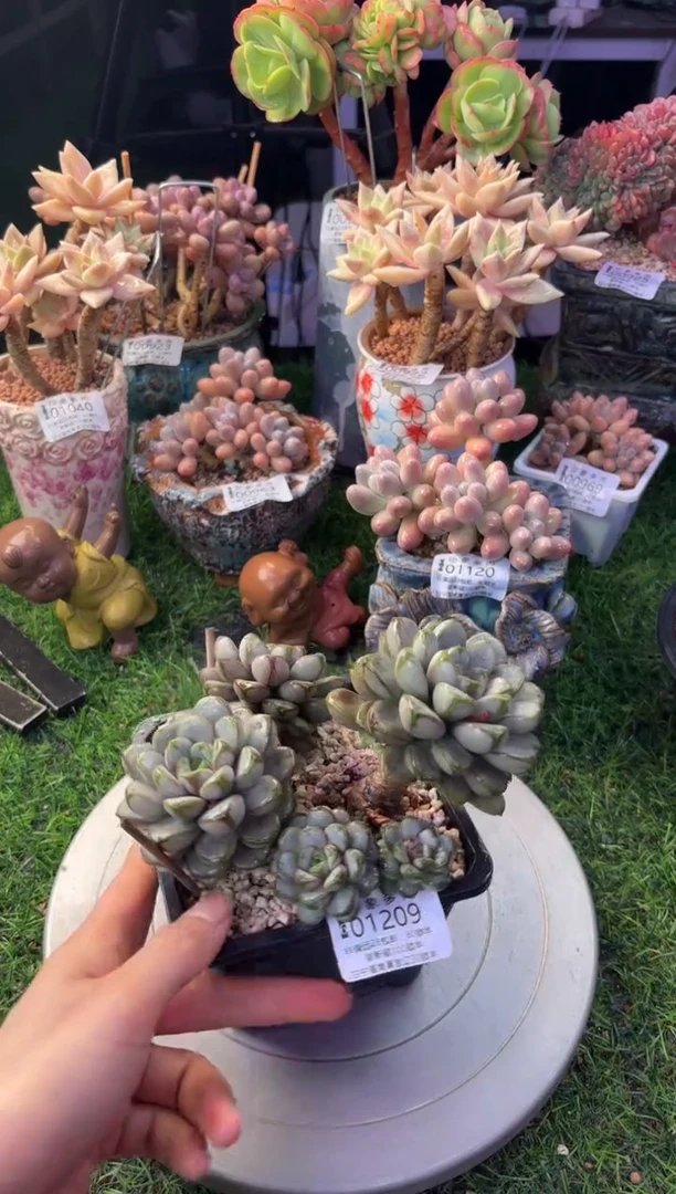 昆明印象多肉01209