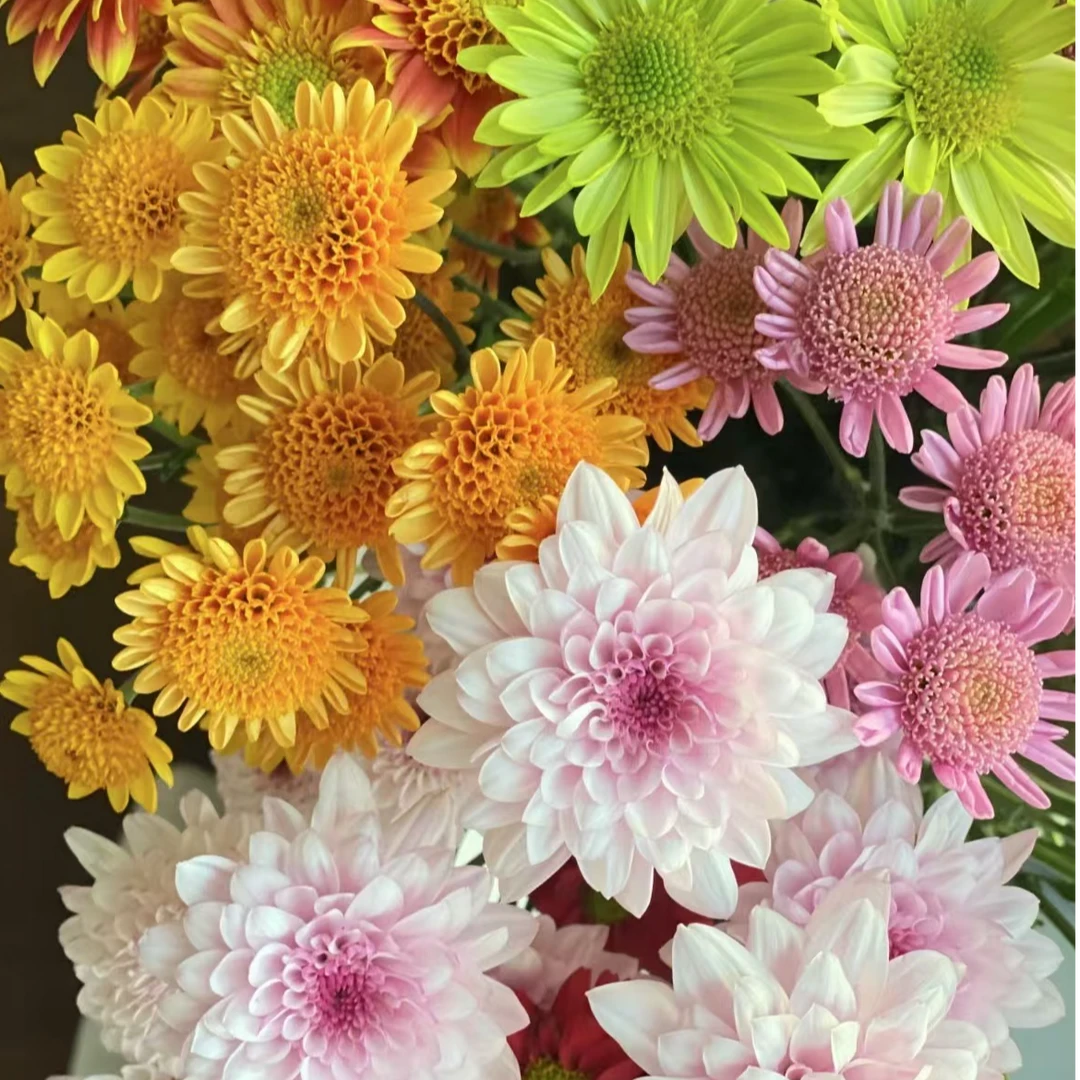 强推【小菊合集】小雏菊 复古小众 花期长基地鲜花现采现发一单包邮
