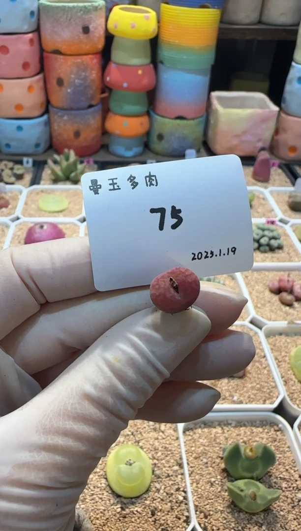 【闪购商品】25.1.19-75噗噗怪