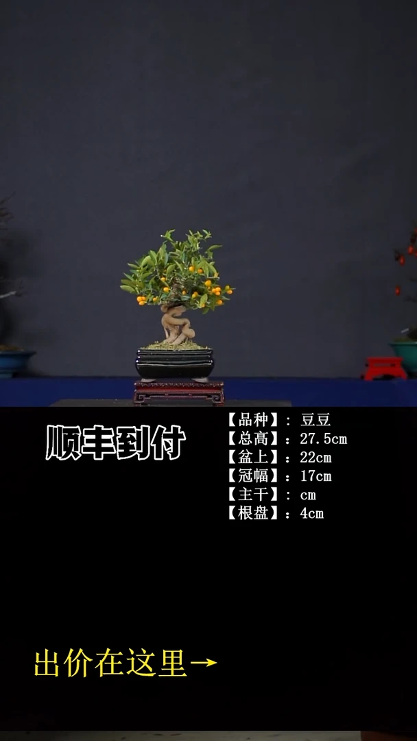 无花朵豆豆 不包邮