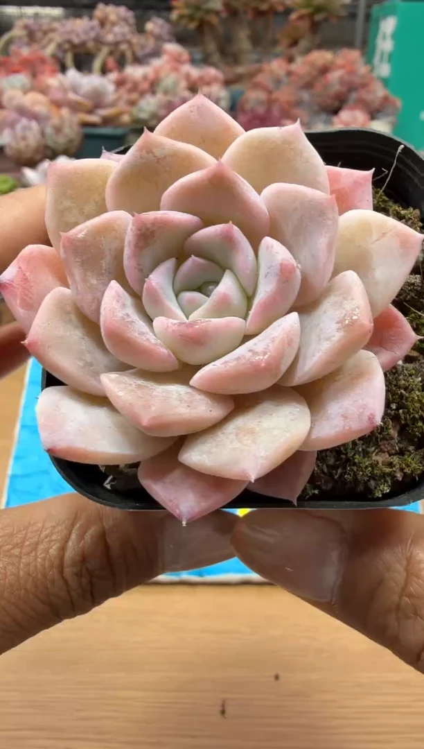 东云多肉园二店-07