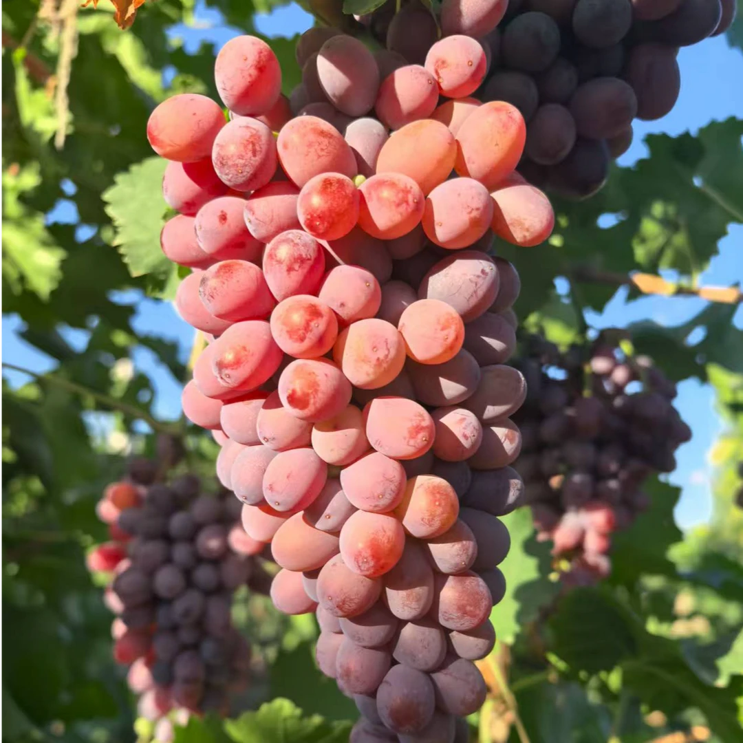 【顺丰次日达】新疆克伦生无籽红提葡萄/特别脆甜