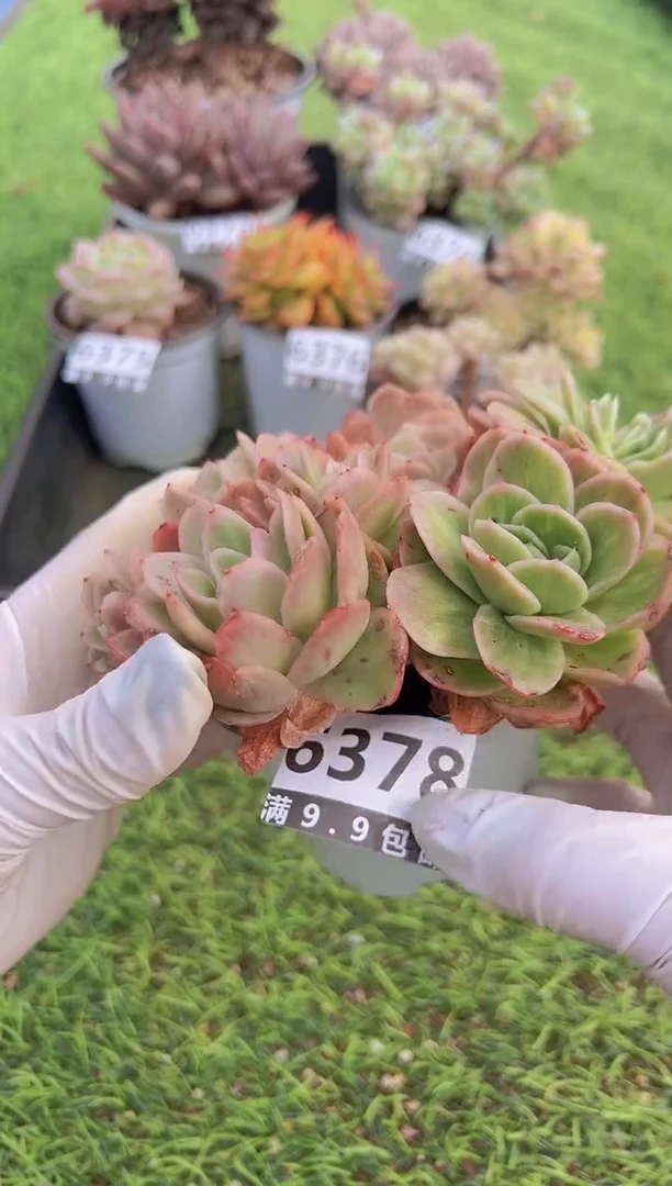 【闪购商品】信福多肉一物一拍