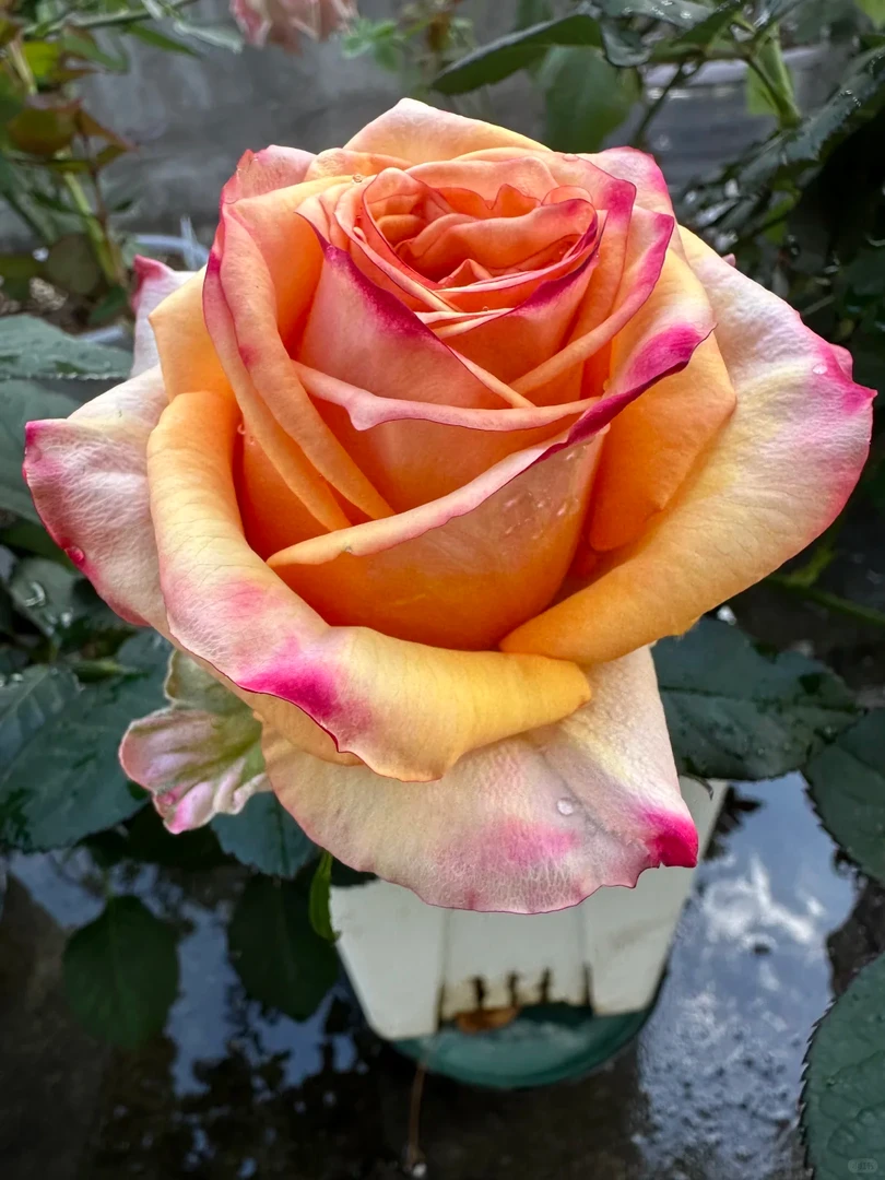 【杏色皇后】进口玫瑰大花四季开花庭院切花月季花苗特大号