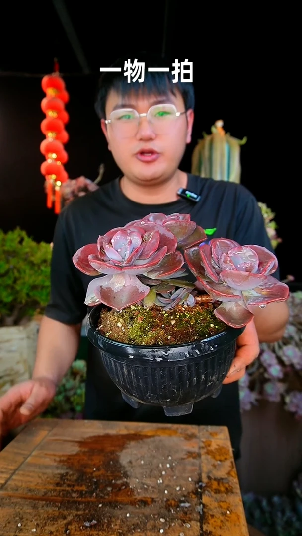 【闪购商品】20号永不褪色尘埃玫瑰