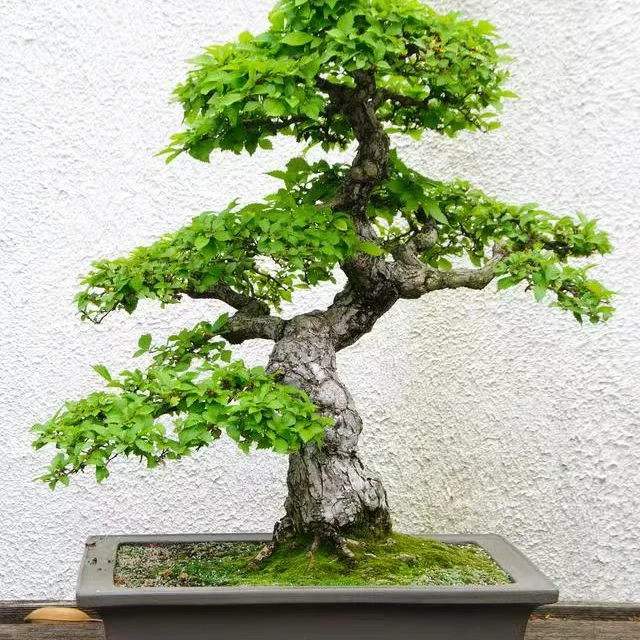 中华老地柏 白蜡 唐枫 童子工和各种盆景素材