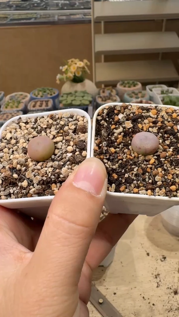 阿*?6-107多肉植物肉锥