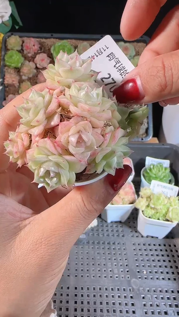 1114-270群生不包整