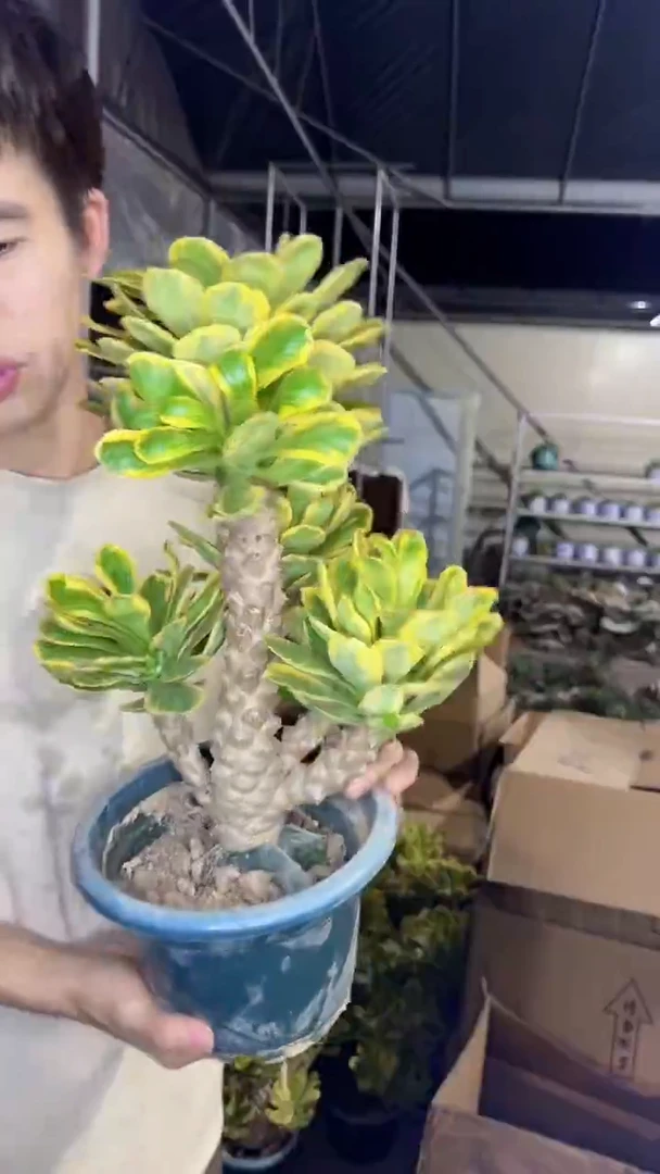 多头 扇贝麒麟【锦】