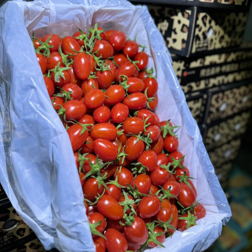 【顺丰包邮】豹纹高糖品种“天花板口感”蜜斯提拉小番茄脆甜2斤装