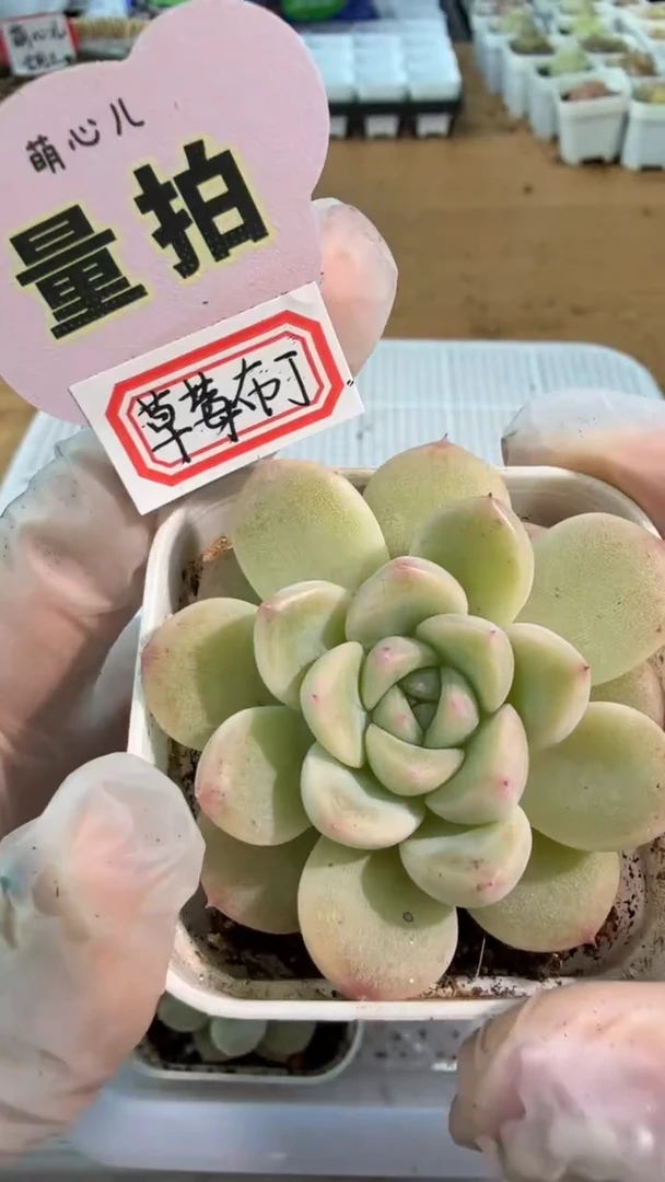 草莓布丁 五方一盆 单双混 量拍混发
