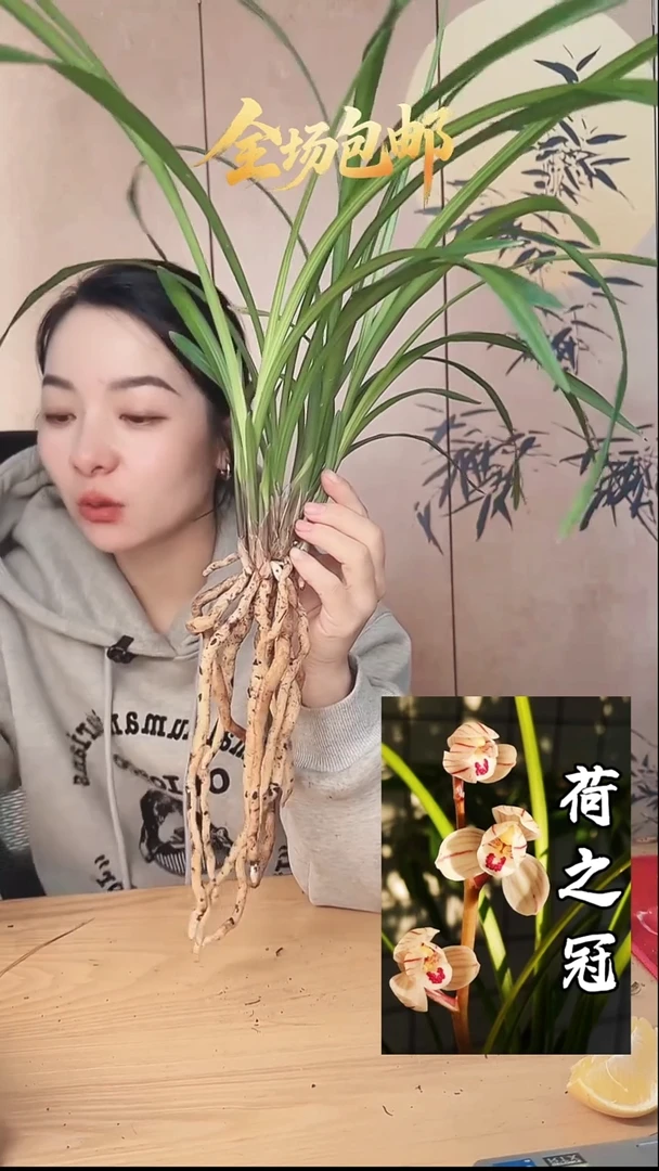 当前无花栽培后可以开花：荷之冠