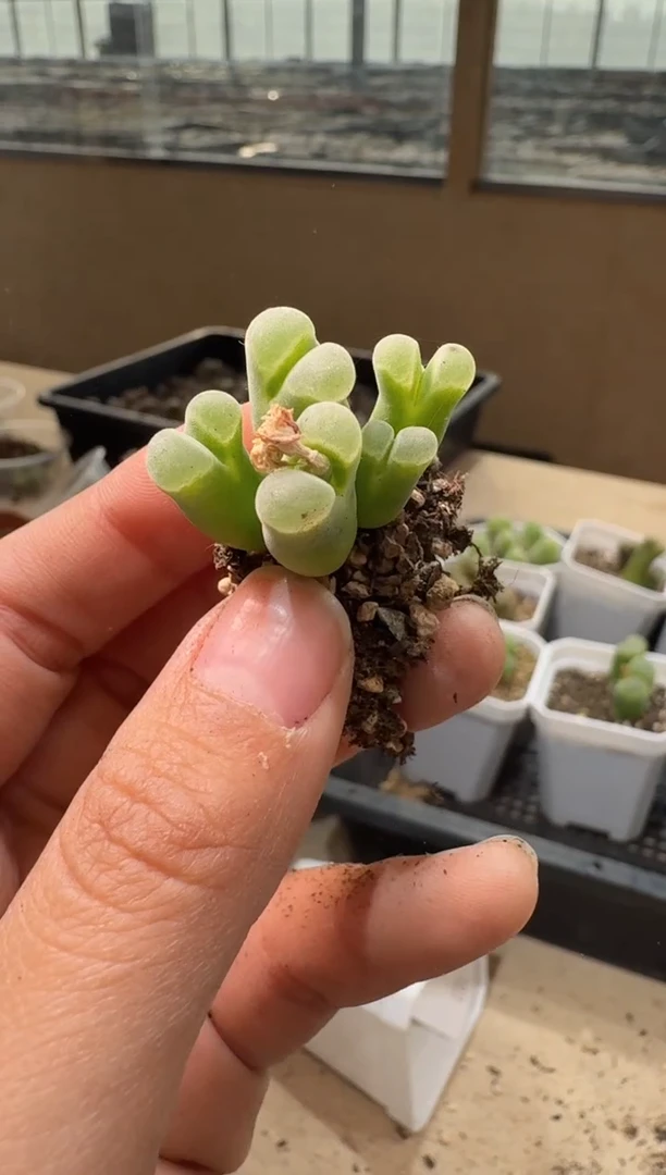 10-403多肉植物肉锥