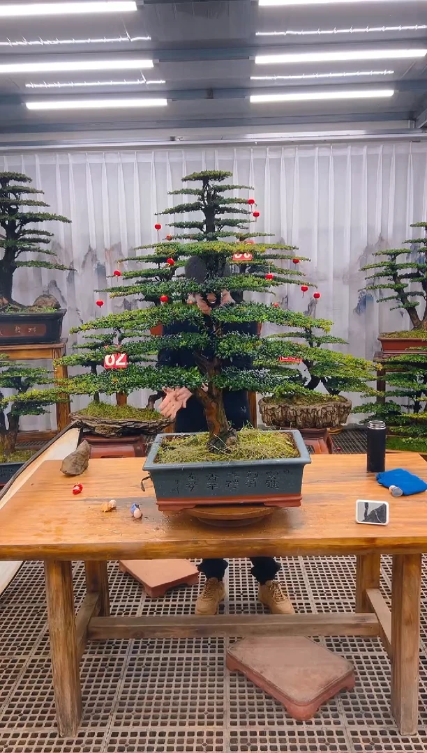 【闪购商品】紫砂精品盆景直播间一物一拍