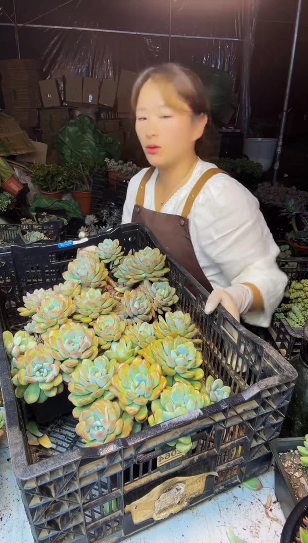 71号一物一拍默认微瑕不售后