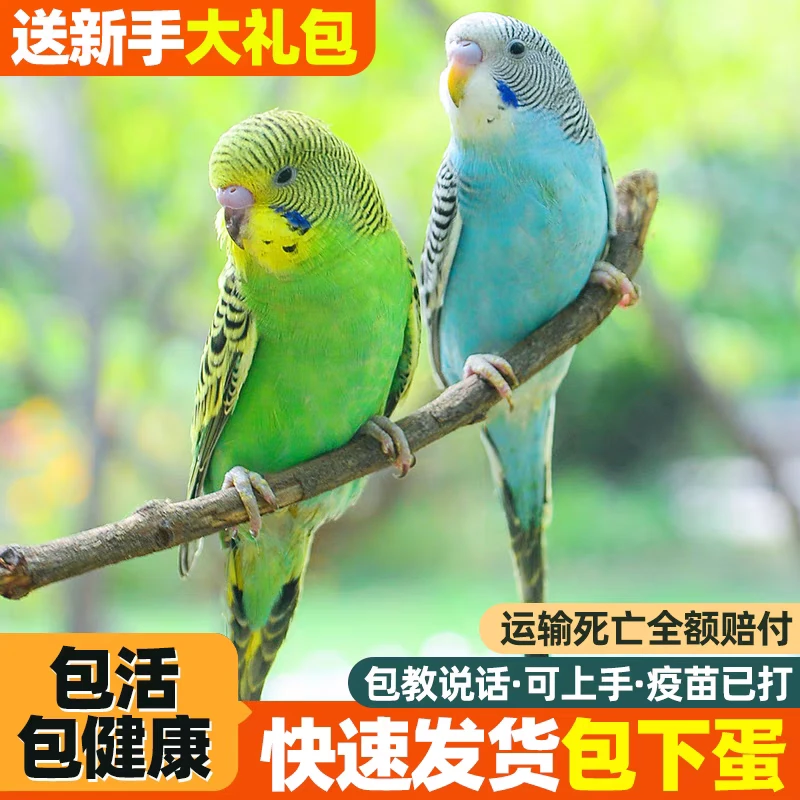 手养亲人鹦鹉活鸟活物虎皮鹦鹉小鸟活体会学说话的鸟类宠物包邮
