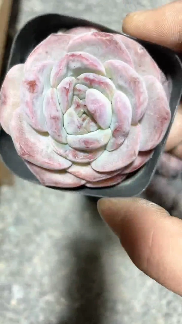 【闪购商品】65盆冰橙多肉