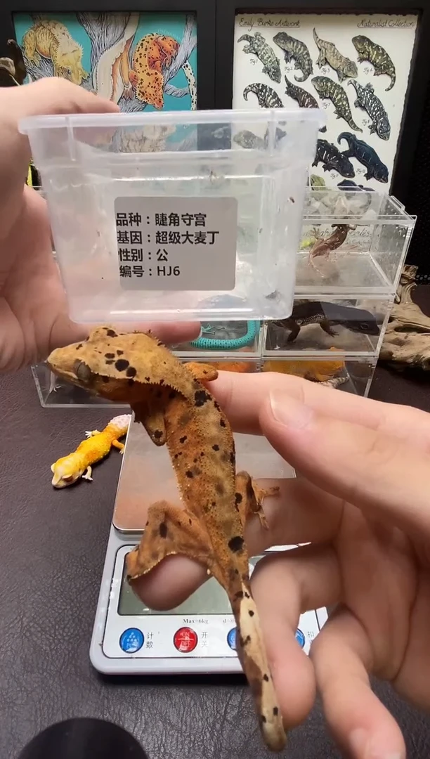 睫角守宫鳞与尾 Scale Tail 爬宠HJ6