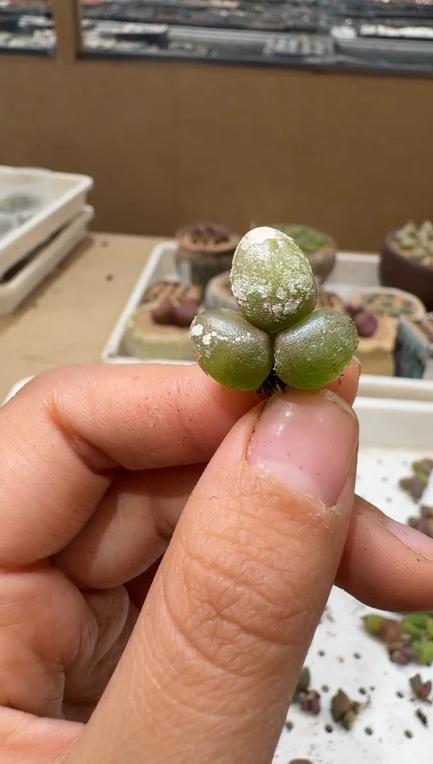 多肉植物肉锥4-45