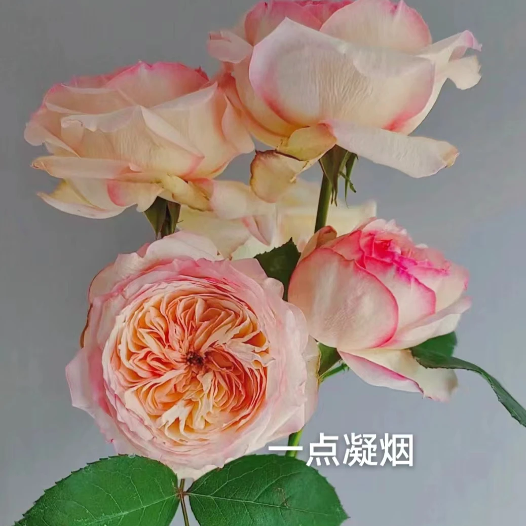 【一点凝烟】月季四季灌木