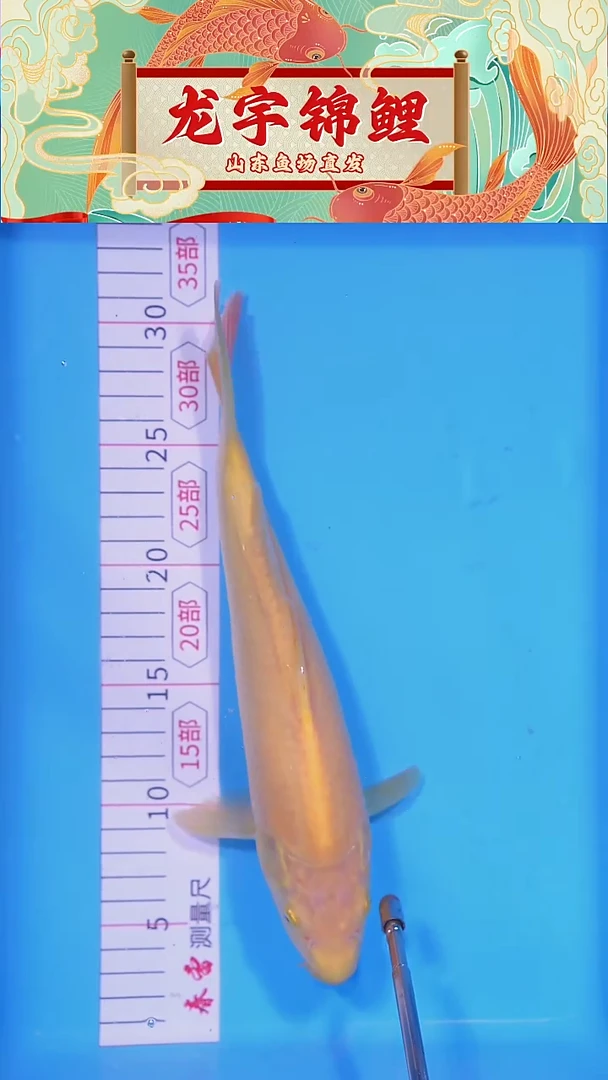 锦鲤121410芥子28公分