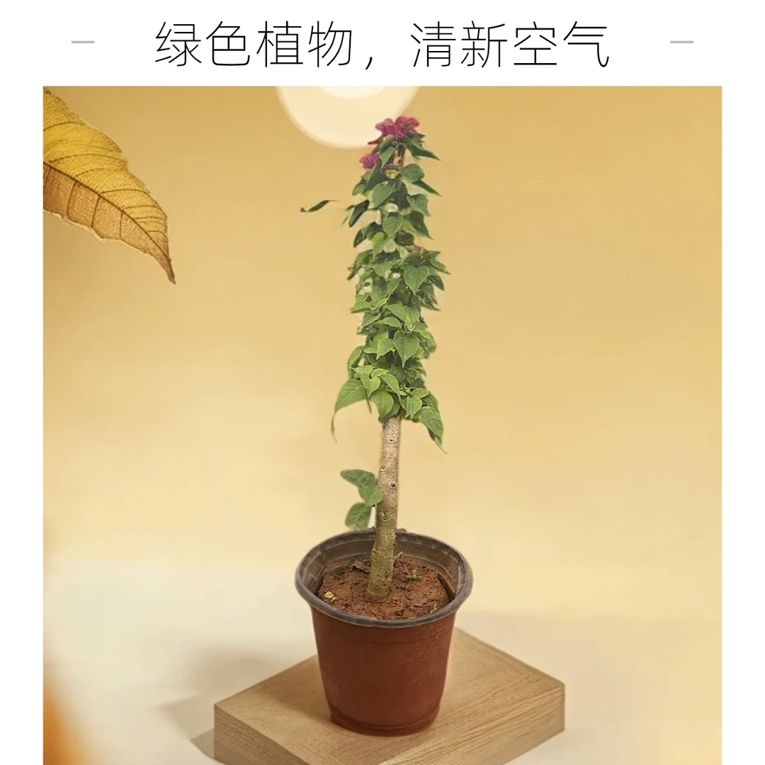 三角梅勤花小苗子