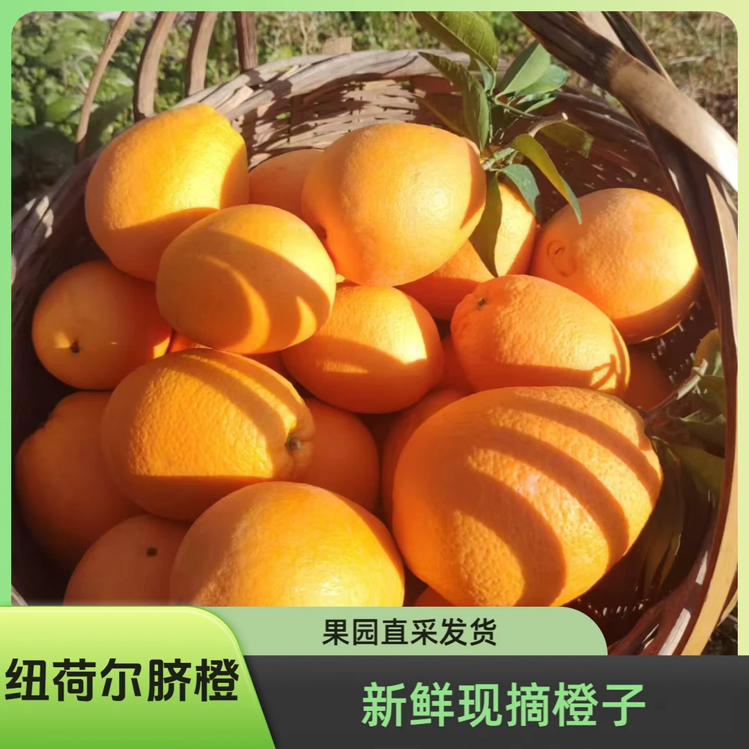 湖南纽荷尔脐橙产地直发新鲜多汁皮薄肉厚 香甜多汁
