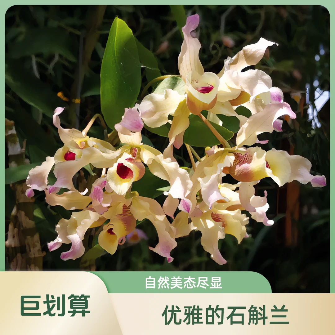 木车高档扭瓣石斛兰盆栽花卉绿植客厅庭院室内种植