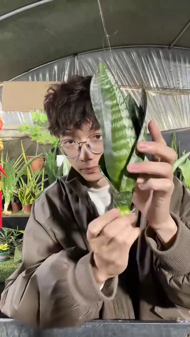 繁星矮脚裸根2棵12.8