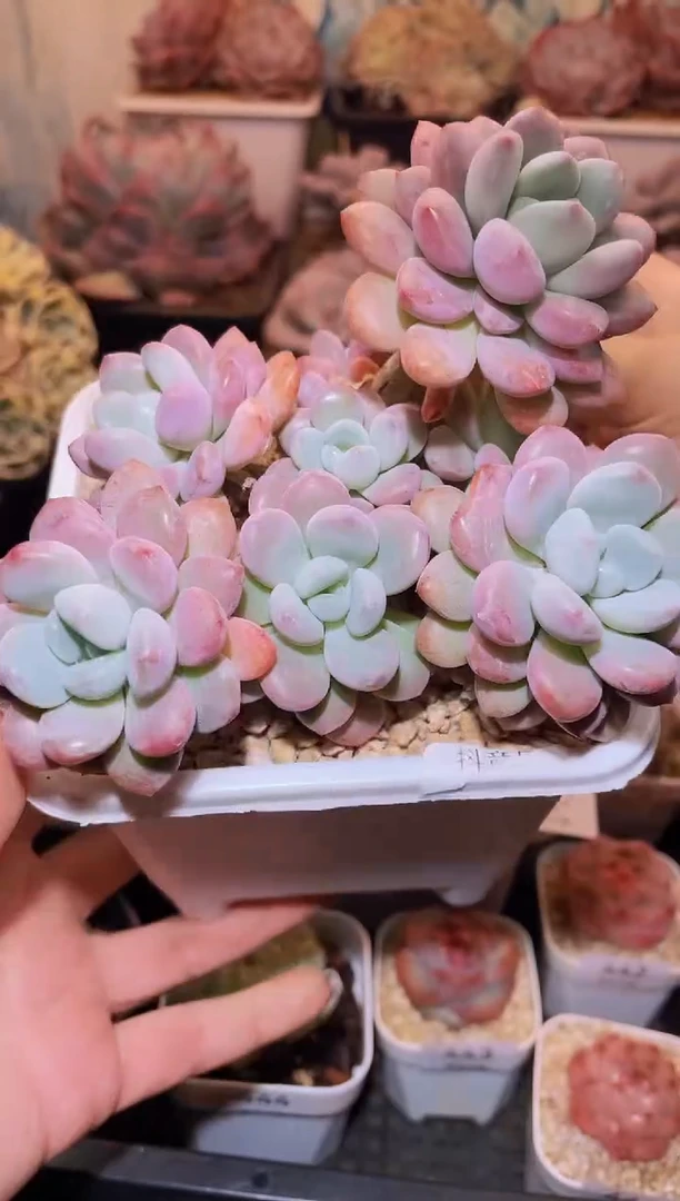 【闪购商品】449甜蜜蜜