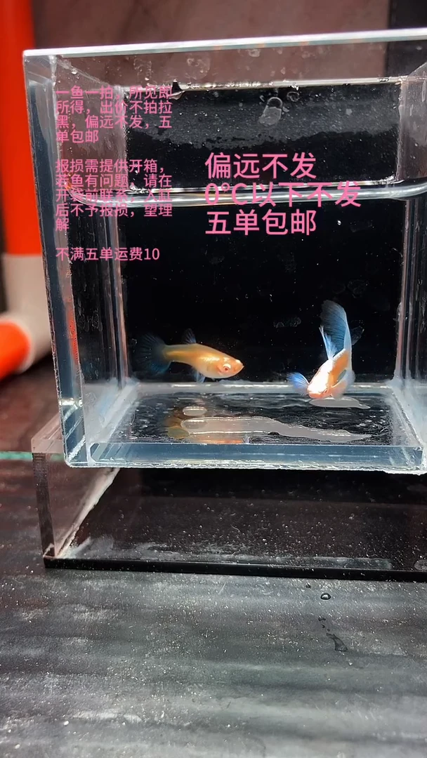 孔雀鱼孔雀鱼 25