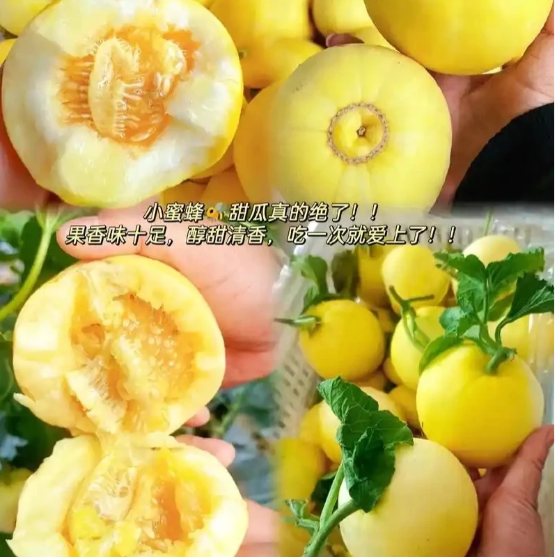 山东头茬小蜜蜂甜瓜脆甜多汁当季新鲜水果顺丰快递